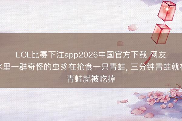 LOL比赛下注app2026中国官方下载 网友拍到水里一群奇怪的虫豸在抢食一只青蛙， 三分钟青蛙就被吃掉